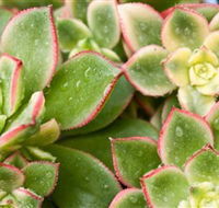 Billabong Garden Complex  Cafe - Goulburn Accommodation