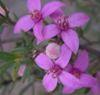 Self Drive Geology and Nature Trails - Goulburn Accommodation