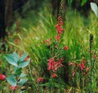 Enfield State Park - Goulburn Accommodation