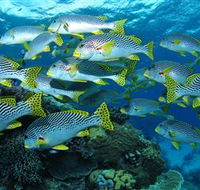 Challenger Bay Dive Site - Goulburn Accommodation
