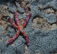 Clam Gardens Dive Site - Goulburn Accommodation
