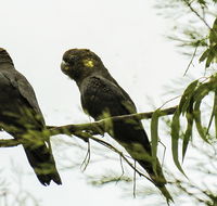 Conimbla National Park - Goulburn Accommodation