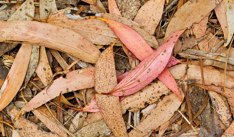 Green Camp - Goulburn Accommodation 2