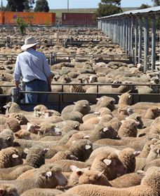 Livestock Marketing Centre - Goulburn Accommodation 0