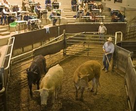 Livestock Marketing Centre - Goulburn Accommodation 1