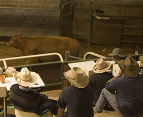 Livestock Marketing Centre - Goulburn Accommodation 2
