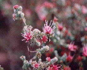 Burrendong Botanic Garden And Arboretum - Goulburn Accommodation 1