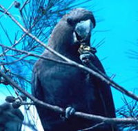 Mount Archer National Park - Goulburn Accommodation