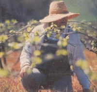 Canobolas Smith Winery - Goulburn Accommodation