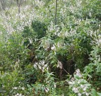 Snowgum walking track - Goulburn Accommodation