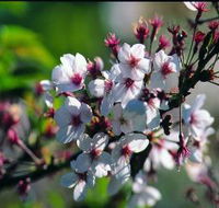 Sakura Avenue - Goulburn Accommodation