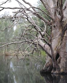 Wonga Wetlands - Goulburn Accommodation 3