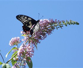 Albury Botanic Gardens - Goulburn Accommodation 5