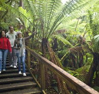 Otway Fly Treetop Adventures - Goulburn Accommodation
