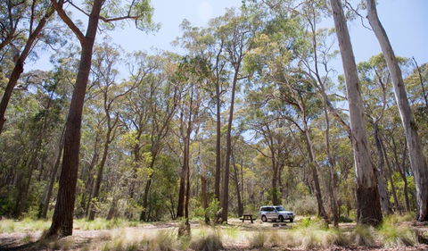 Coolah Tops National Park - Goulburn Accommodation 0