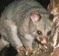 Moondarra State Park - Goulburn Accommodation