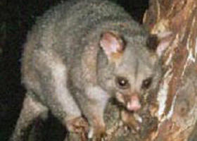 Moondarra State Park - Goulburn Accommodation 0