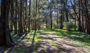 Wombeyan Waterfall walking track