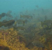 Bunurong Marine and Coastal Park - Goulburn Accommodation