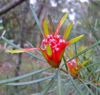 Glenbrook Native Plant Reserve and Nursery - Goulburn Accommodation