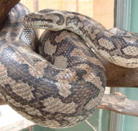 Armadale Reptile Centre - Goulburn Accommodation