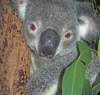 Hunter Valley Zoo - Goulburn Accommodation