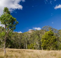 Brush Turkey track - Goulburn Accommodation
