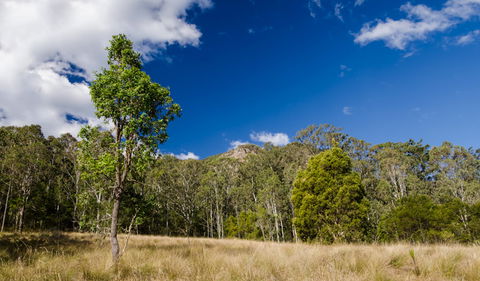 Brush Turkey Track - Goulburn Accommodation 0