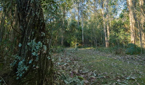 Brush Turkey Track - Goulburn Accommodation 3