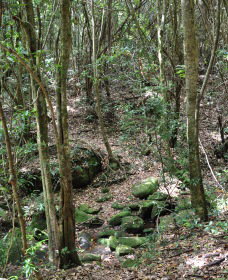 State Forests Of The Watagan Mountains - Goulburn Accommodation 2