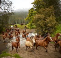 Glenworth Valley Horse Riding - Goulburn Accommodation