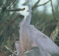 Jack Smith Lake State Game Reserve - Goulburn Accommodation