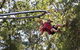 TreeTops Crazy Rider - thumb 1