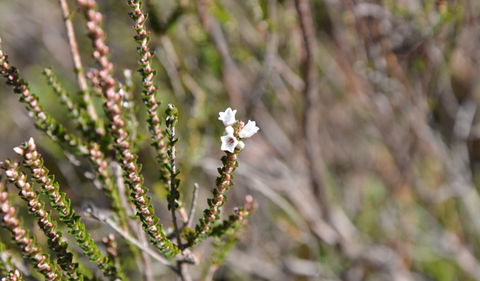 Cambewarra Range Nature Reserve - Goulburn Accommodation 2