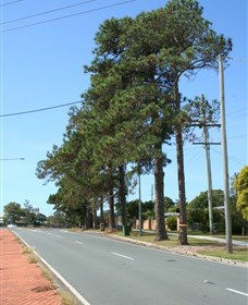 Anzac Memorial Avenue, Redcliffe - Goulburn Accommodation 1