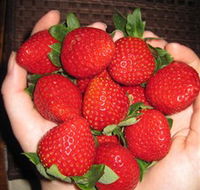 The Strawberry Farm - Goulburn Accommodation