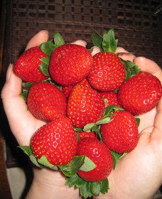 The Strawberry Farm - Goulburn Accommodation 0