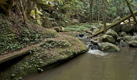 Booyong Walking Track - Goulburn Accommodation 1