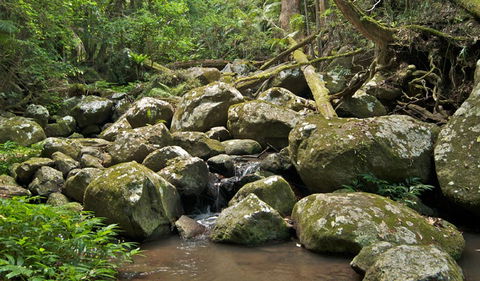 Booyong Walking Track - Goulburn Accommodation 0