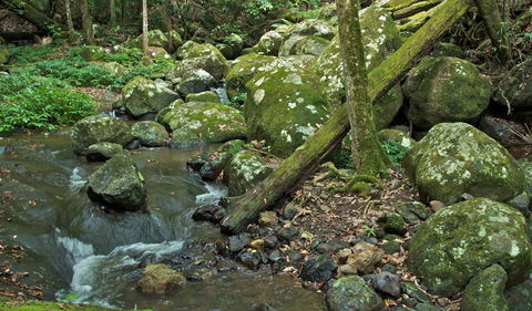 Booyong Walking Track - Goulburn Accommodation 2