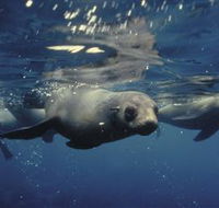 Wilsons Promontory Marine National Park - Goulburn Accommodation