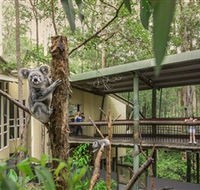 Daisy Hill Koala Centre - Goulburn Accommodation