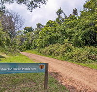 Antarctic Beech picnic area - Goulburn Accommodation