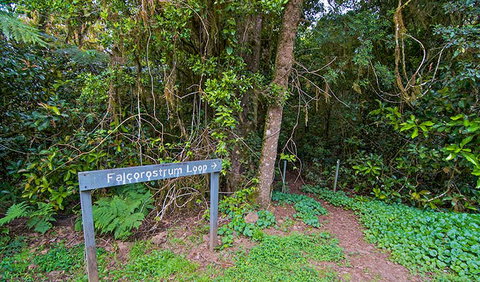 Falcorostrum Loop Walking Track - Goulburn Accommodation 0