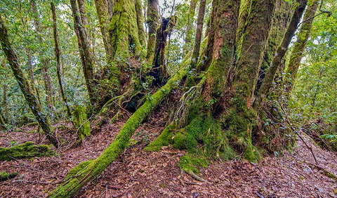 Falcorostrum Loop Walking Track - Goulburn Accommodation 3