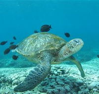 Flinders Reef Dive Site - Goulburn Accommodation