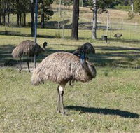 Glen Ian Ostrich and Emu Farm - Goulburn Accommodation