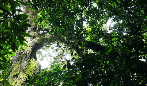 Wollumbin National Park - Goulburn Accommodation 1