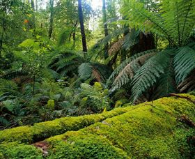 Errinundra National Park - Goulburn Accommodation 0