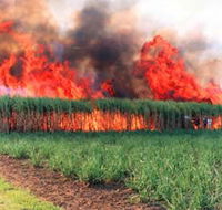 Reeves Family Sugar Cane Farm - Goulburn Accommodation